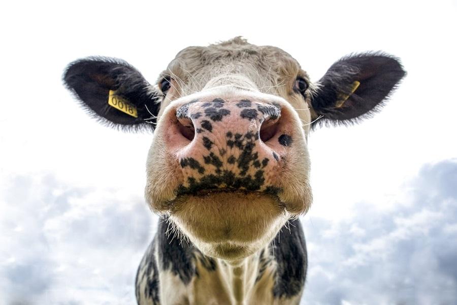 Scientists sign letter to the EU supporting meat consumption