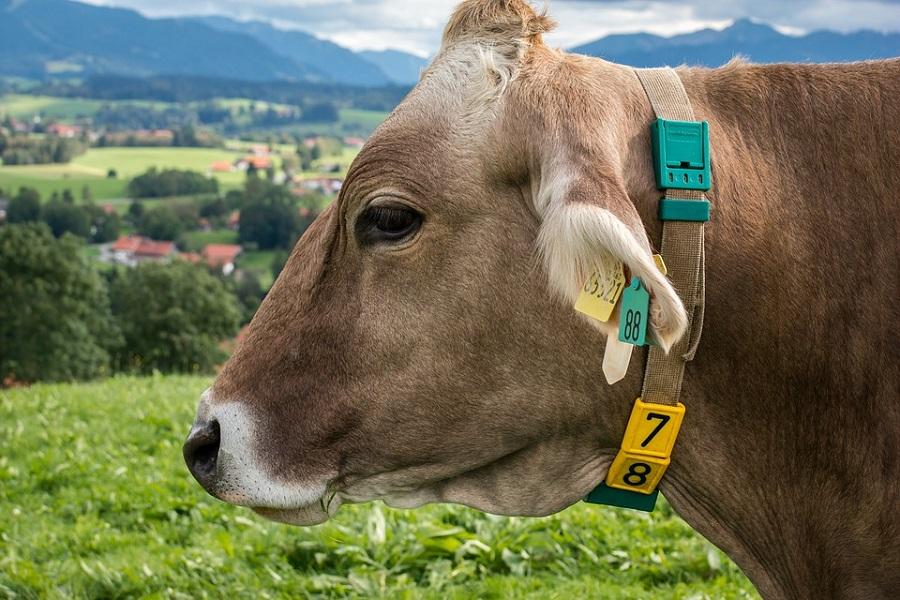 Animal agriculture and their hidden environmental atrocities