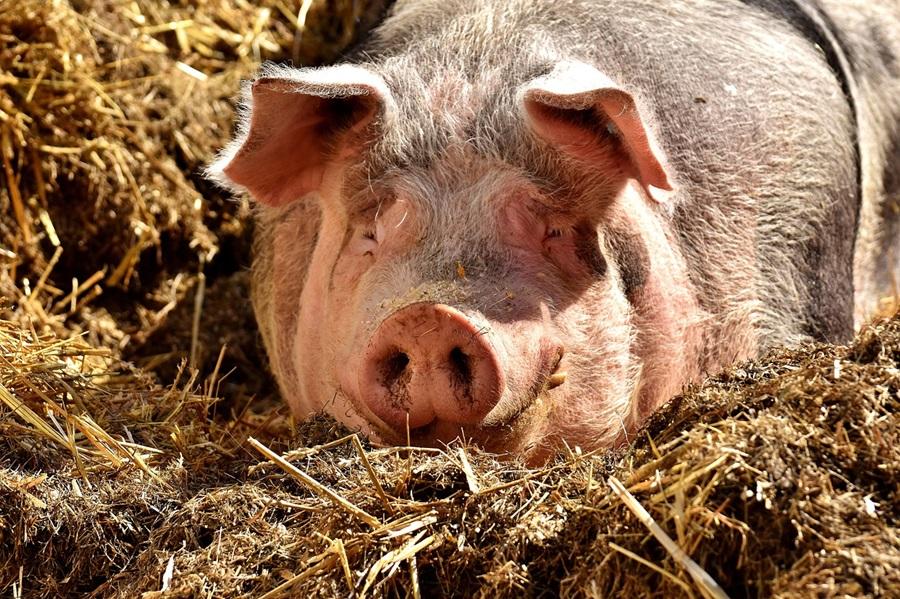 Pig farmers in US embracing new animal welfare laws
