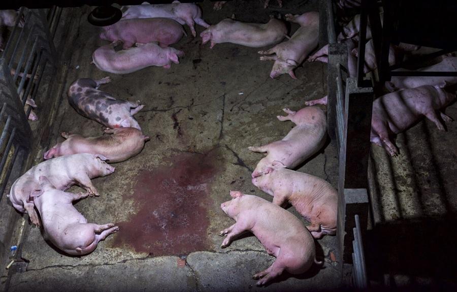 The horrors behind the walls of an “ethical” California pig slaughterhouse
