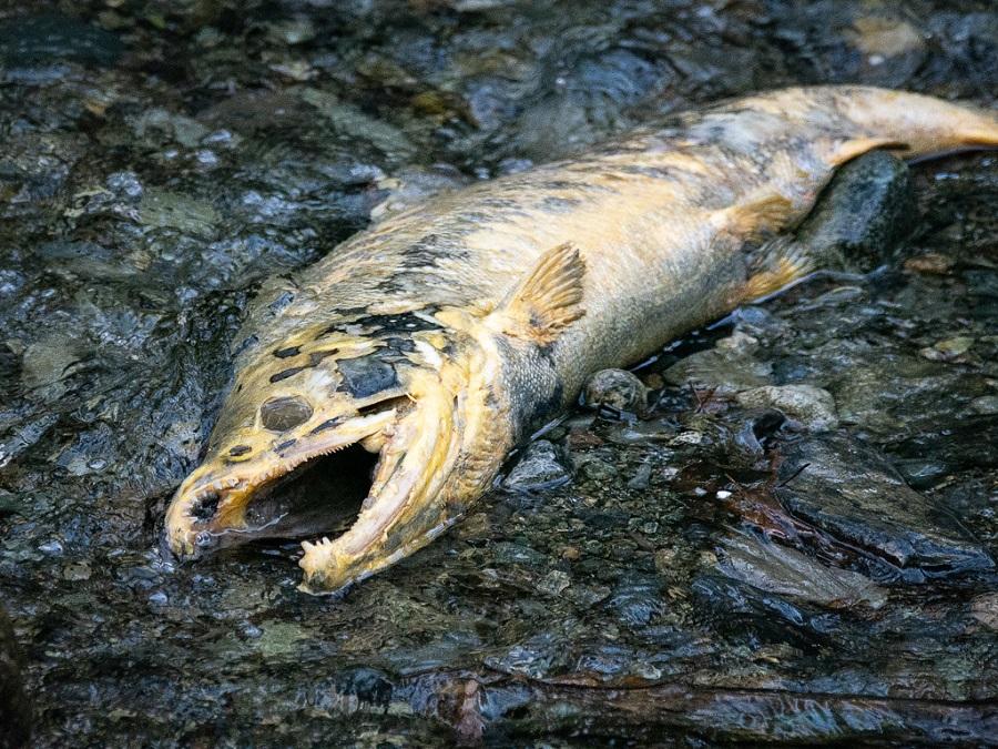 US government sacrificing wild salmon to make place for agriculture