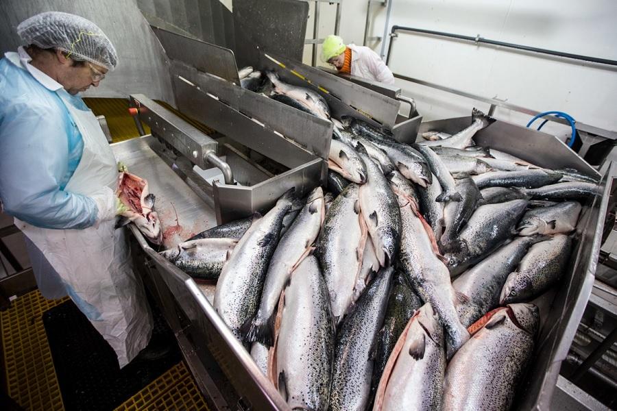 UK chefs refusing to serve farmed salmon over ethical concerns