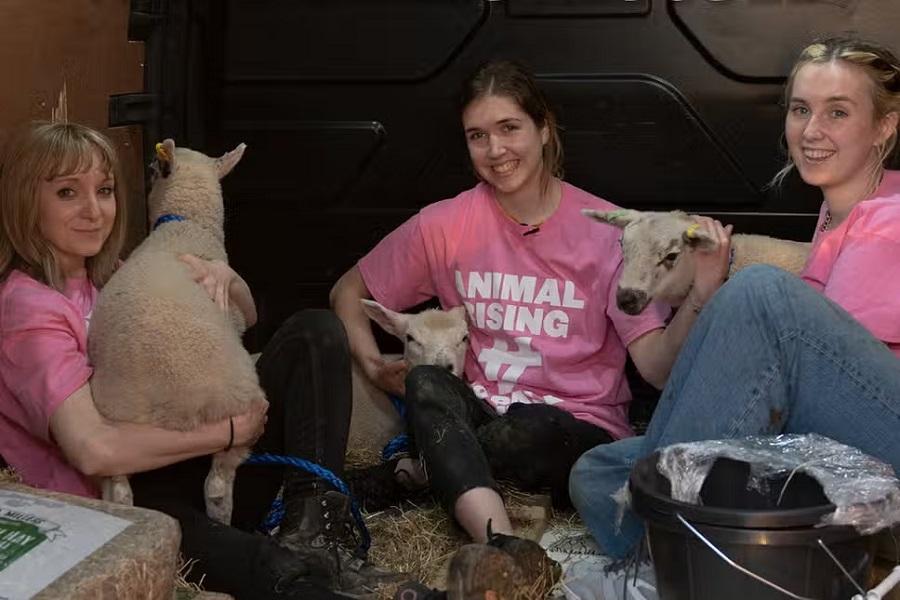 Activists charged with theft for rescuing sheep from King Charles’ royal estate