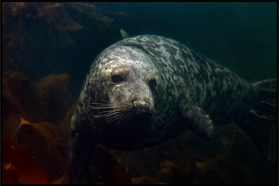 Scientists find toxic PFAS chemicals in the blood of wild animals