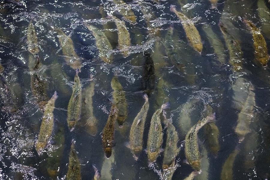 Certified UK salmon farms torturing fish