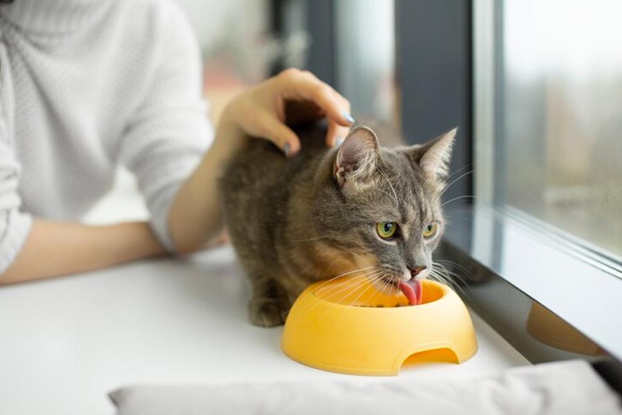 Veterinary professor says plant-based diets can be safe for cats