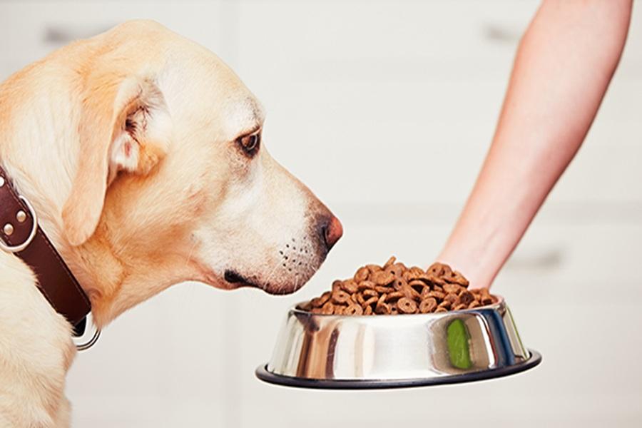 UK approves the use of lab-grown meat in pet food