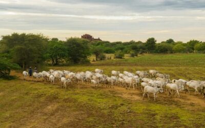 Big Meat company, JBS, could break Amazon deforestation pledges – again